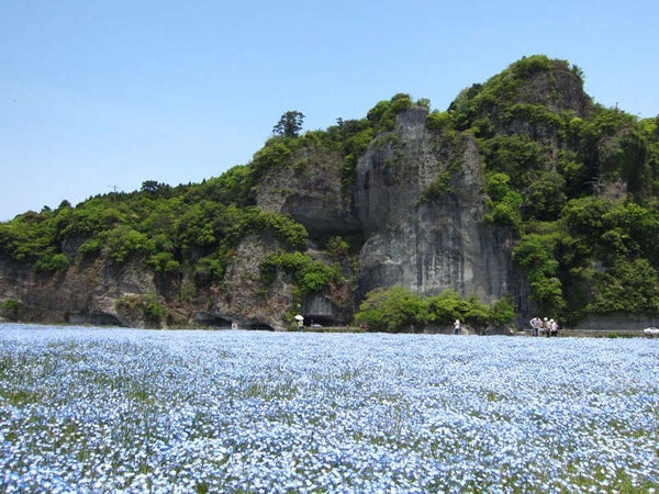 【柳川・みやま・羽犬塚・西鉄久留米発】 かつてココには鉄道が通っていた!春の耶馬渓手ぶらdeネモフィラウォーク 日帰り1
